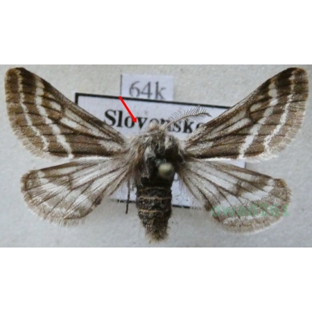 Lycia zonaria (Denis & Schiffermüller, 1775) male Włochacz pasiak Slovenia64k